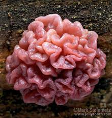 Attēlu rezultāti vaicājumam “Ascotremella faginea”