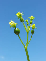 Attēlu rezultāti vaicājumam “Bryonia alba bud”
