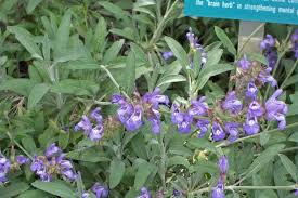 Image result for Salvia officinalis