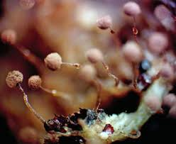 Attēlu rezultāti vaicājumam “Clastoderma debaryanum macro”