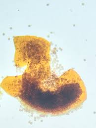 Attēlu rezultāti vaicājumam “Licea testudinacea plasmodium”