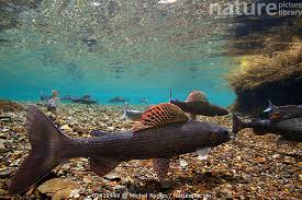 Image result for Thymallus thymallus