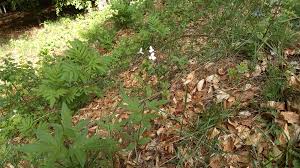 Attēlu rezultāti vaicājumam “Cardamine bulbifera leaf”