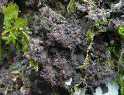 Attēlu rezultāti vaicājumam “Parmeliella triptophylla”