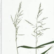 Attēlu rezultāti vaicājumam “Cinna latifolia”