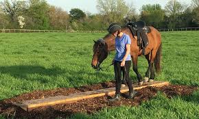 Image result for Annandale Equestrian Centre
