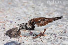 Attēlu rezultāti vaicājumam “Arenaria interpres”