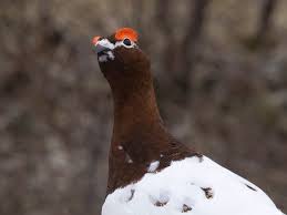 Attēlu rezultāti vaicājumam “Lagopus lagopus male”