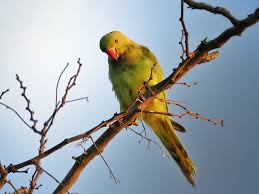 Image result for Psittacula krameri