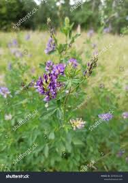 Attēlu rezultāti vaicājumam “Medicago x varia  flower”