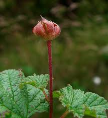 Attēlu rezultāti vaicājumam “Rubus chamaemorus flower”