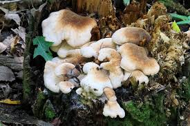 Attēlu rezultāti vaicājumam “Lentinellus ursinus”