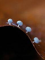 Attēlu rezultāti vaicājumam “Didymium squamulosum stalked”