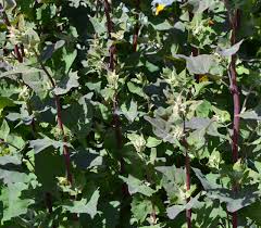 Image result for Atriplex hortensis