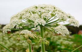 Attēlu rezultāti vaicājumam “Heracleum”