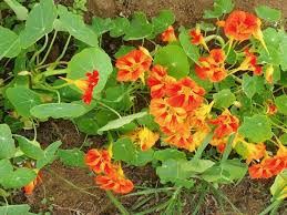 Attēlu rezultāti vaicājumam “Tropaeolum majus fruit”