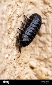 Attēlu rezultāti vaicājumam “Oniscoidea”