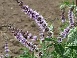 Attēlu rezultāti vaicājumam “Mentha spicata flower”