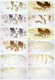 Attēlu rezultāti vaicājumam “Tephritidae”