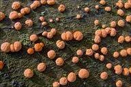 Attēlu rezultāti vaicājumam “Nectria episphaeria”