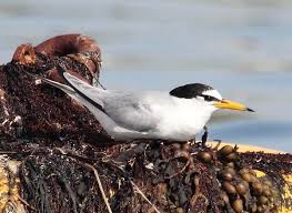 Attēlu rezultāti vaicājumam “Sternula albifrons”