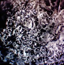 Attēlu rezultāti vaicājumam “Badhamiopsis scripta macro”