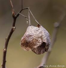 Attēlu rezultāti vaicājumam “Hordelymus europaeus fruit”