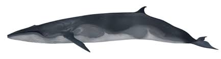 Image result for Balaenoptera bonaerensis
