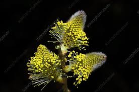 Attēlu rezultāti vaicājumam “Salix caprea male flower”