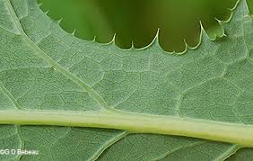 Attēlu rezultāti vaicājumam “Sonchus arvensis subsp. uliginosus leaf”