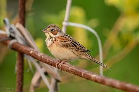 Image result for Emberiza fucata