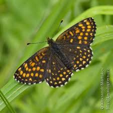 Attēlu rezultāti vaicājumam “Melitaea diamina”