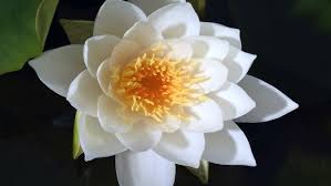 Attēlu rezultāti vaicājumam “Nymphaea alba flower”