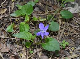 Attēlu rezultāti vaicājumam “Viola riviniana leaf”
