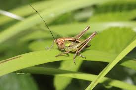 Attēlu rezultāti vaicājumam “Metrioptera roeselii”