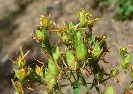 Image result for Hypericum perforatum
