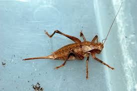 Attēlu rezultāti vaicājumam “Orthoptera”