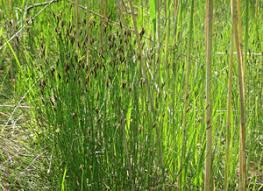 Attēlu rezultāti vaicājumam “Schoenus ferrugineus fruit”