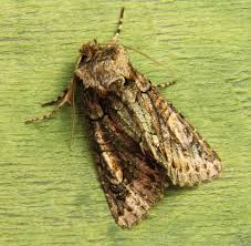 Attēlu rezultāti vaicājumam “Allophyes oxyacanthae”