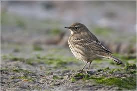 Attēlu rezultāti vaicājumam “Anthus petrosus adult”