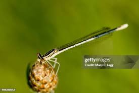 Attēlu rezultāti vaicājumam “Platycnemis pennipes male”