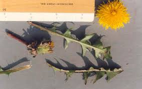 Attēlu rezultāti vaicājumam “Taraxacum officinale aggr.”