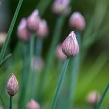 Attēlu rezultāti vaicājumam “Allium schoenoprasum bud”
