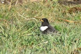 Image result for Turdus torquatus