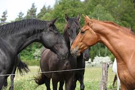 Image result for chestnut friesian