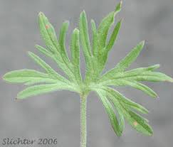 Attēlu rezultāti vaicājumam “Geranium dissectum”