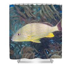 Image result for Haemulon sciurus