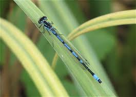 Attēlu rezultāti vaicājumam “Coenagrion pulchellum male”