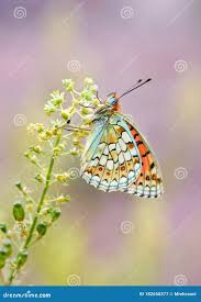 Attēlu rezultāti vaicājumam “Argynnis niobe”