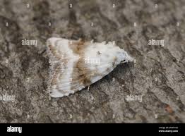 Attēlu rezultāti vaicājumam “Nolidae”